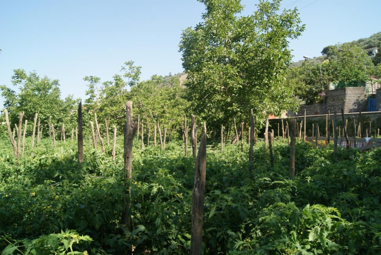 Agriturismo Nonno Luigino Вико-Экуенсе Экстерьер фото